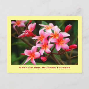 Carte Postale Fleurs roses hawaïennes de Plumeria, Maui