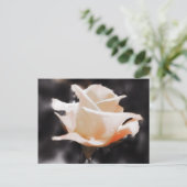 Carte Postale Fleurs Roses romantiques (Debout devant)
