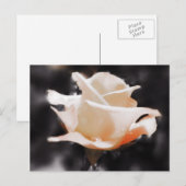 Carte Postale Fleurs Roses romantiques (Devant / Derrière)