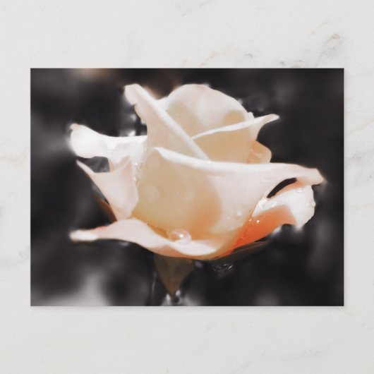 Carte Postale Fleurs Roses romantiques (Devant)