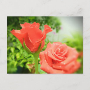 Carte Postale Fleurs Roses romantiques