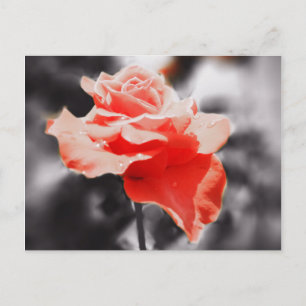 Carte Postale Fleurs Roses romantiques #3