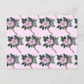 Carte Postale Fleurs roses, Roses sauvages, Rose de chien, Motif (Devant)