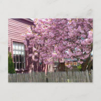 Fleurs roses Salem