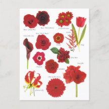 Carte Postale Fleurs rouge