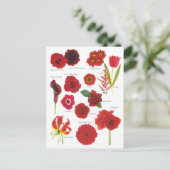 Carte Postale Fleurs rouge (Debout devant)