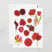 Carte Postale Fleurs rouge (Devant / Derrière)