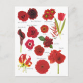 Carte Postale Fleurs rouge (Devant)