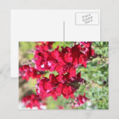 Carte postale fleurs rouges (Devant / Derrière)