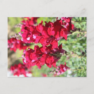 Carte postale fleurs rouges