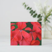 Carte Postale fleurs rouges (Debout devant)