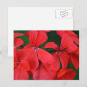 Carte Postale fleurs rouges (Devant / Derrière)