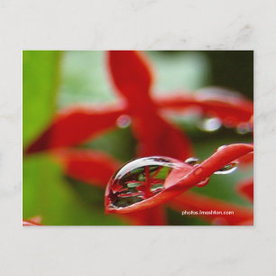 Carte Postale Fleurs rouges dans une goutte de pluie