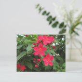 Carte Postale Fleurs rouges de Jatropha (Debout devant)