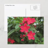 Carte Postale Fleurs rouges de Jatropha (Devant / Derrière)