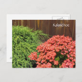 Carte Postale Fleurs rouges de Kalanchoe (Devant / Derrière)