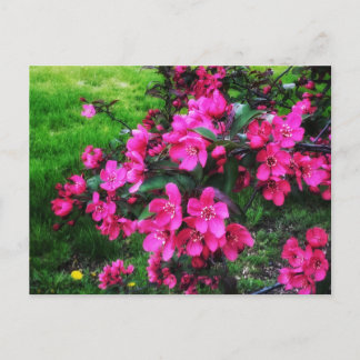 CARTE POSTALE FLEURS ROUGES ÉPANOUIS