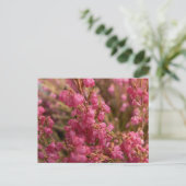 Carte Postale Fleurs rouges Heather (Debout devant)