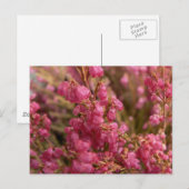 Carte Postale Fleurs rouges Heather (Devant / Derrière)
