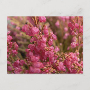 Carte Postale Fleurs rouges Heather