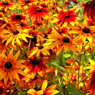 CARTE POSTALE FLEURS RUDBECKIA
