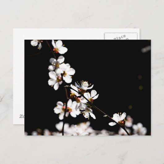 Carte Postale Fleurs Sakura (Devant / Derrière)