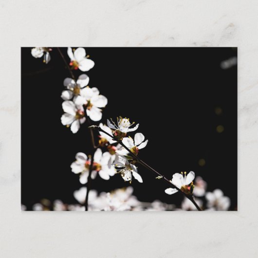 Carte Postale Fleurs Sakura (Devant)