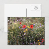 Carte Postale Fleurs sauvages (Devant / Derrière)