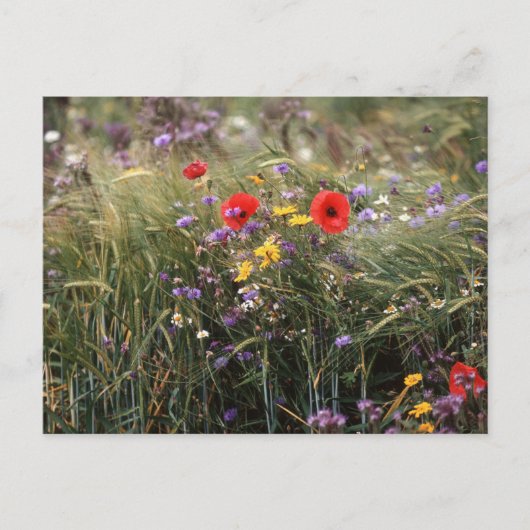 Carte Postale Fleurs sauvages (Devant)