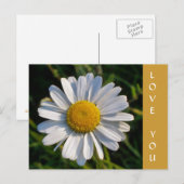 CARTE POSTALE FLEURS SAUVAGES (Devant / Derrière)