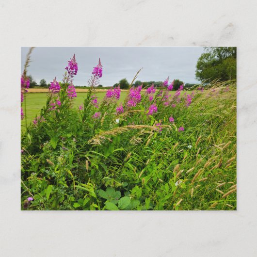 Carte Postale Fleurs sauvages (Devant)