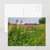 Carte Postale Fleurs sauvages (Devant / Derrière)