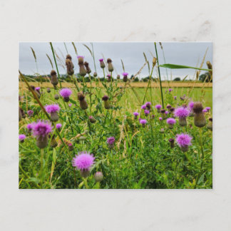 Carte Postale Fleurs sauvages