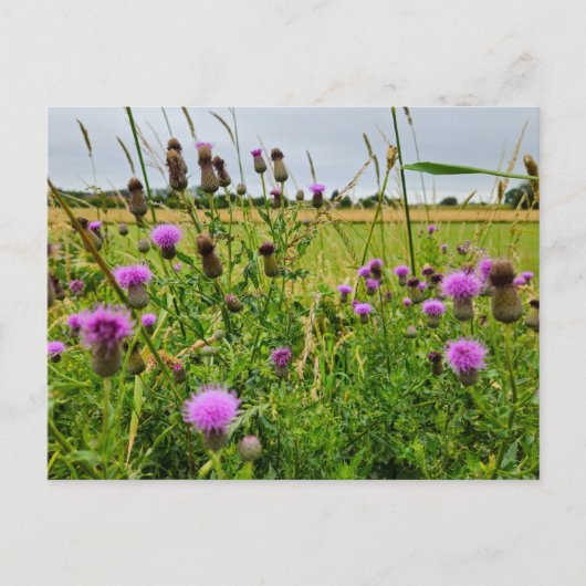 Carte Postale Fleurs sauvages  (Devant)