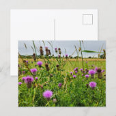 Carte Postale Fleurs sauvages  (Devant / Derrière)