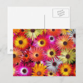 Carte Postale fleurs sauvages (Devant / Derrière)