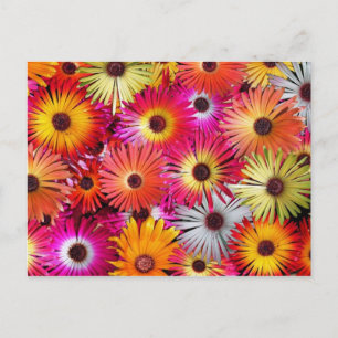 Carte Postale fleurs sauvages