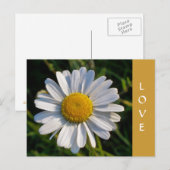 CARTE POSTALE FLEURS SAUVAGES (Devant / Derrière)