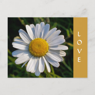 CARTE POSTALE FLEURS SAUVAGES