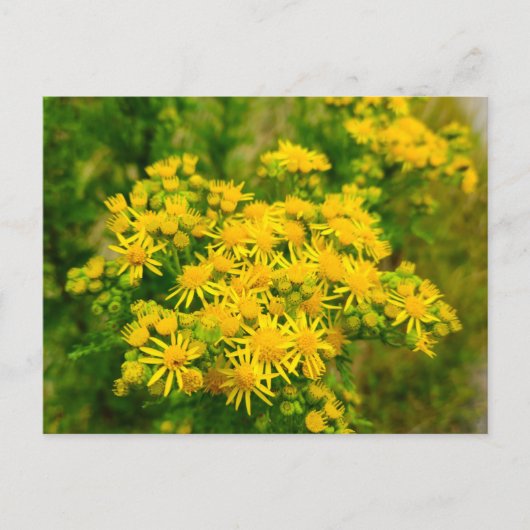 Carte Postale Fleurs sauvages (Devant)