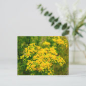 Carte Postale Fleurs sauvages (Debout devant)