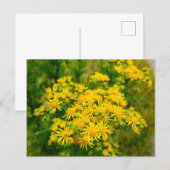 Carte Postale Fleurs sauvages (Devant / Derrière)