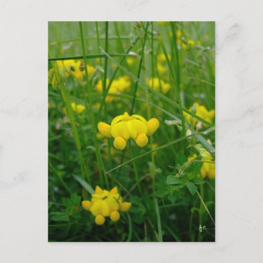 Carte Postale fleurs sauvages (Devant)