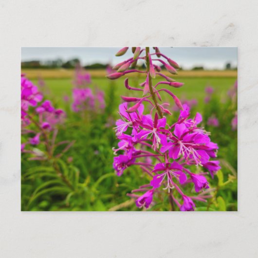 Carte Postale Fleurs sauvages (Devant)