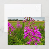 Carte Postale Fleurs sauvages (Devant / Derrière)