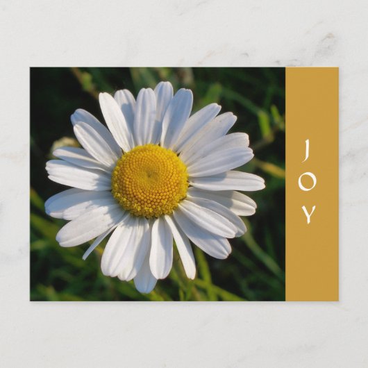 CARTE POSTALE FLEURS SAUVAGES (Devant)