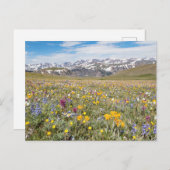 Carte postale fleurs sauvages à Beartooth Pass Pho (Devant / Derrière)