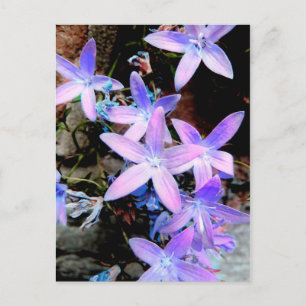 Carte Postale Fleurs sauvages Abstraites Lilac délicieuses