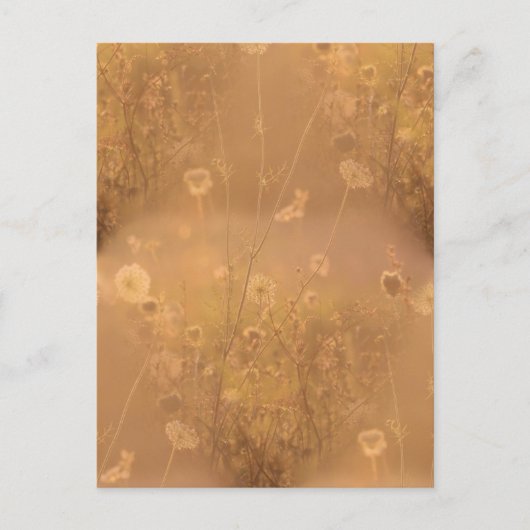 Carte Postale Fleurs sauvages avec éclat orange (Devant)