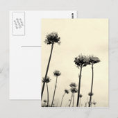 Carte Postale Fleurs sauvages (B&W) (Devant / Derrière)
